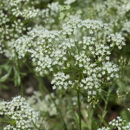 Natural active Green Anise